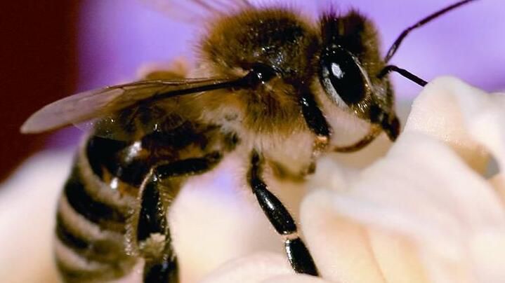 El Gobierno de Canarias convoca las ayudas del POSEI a la producción de miel de abeja negra