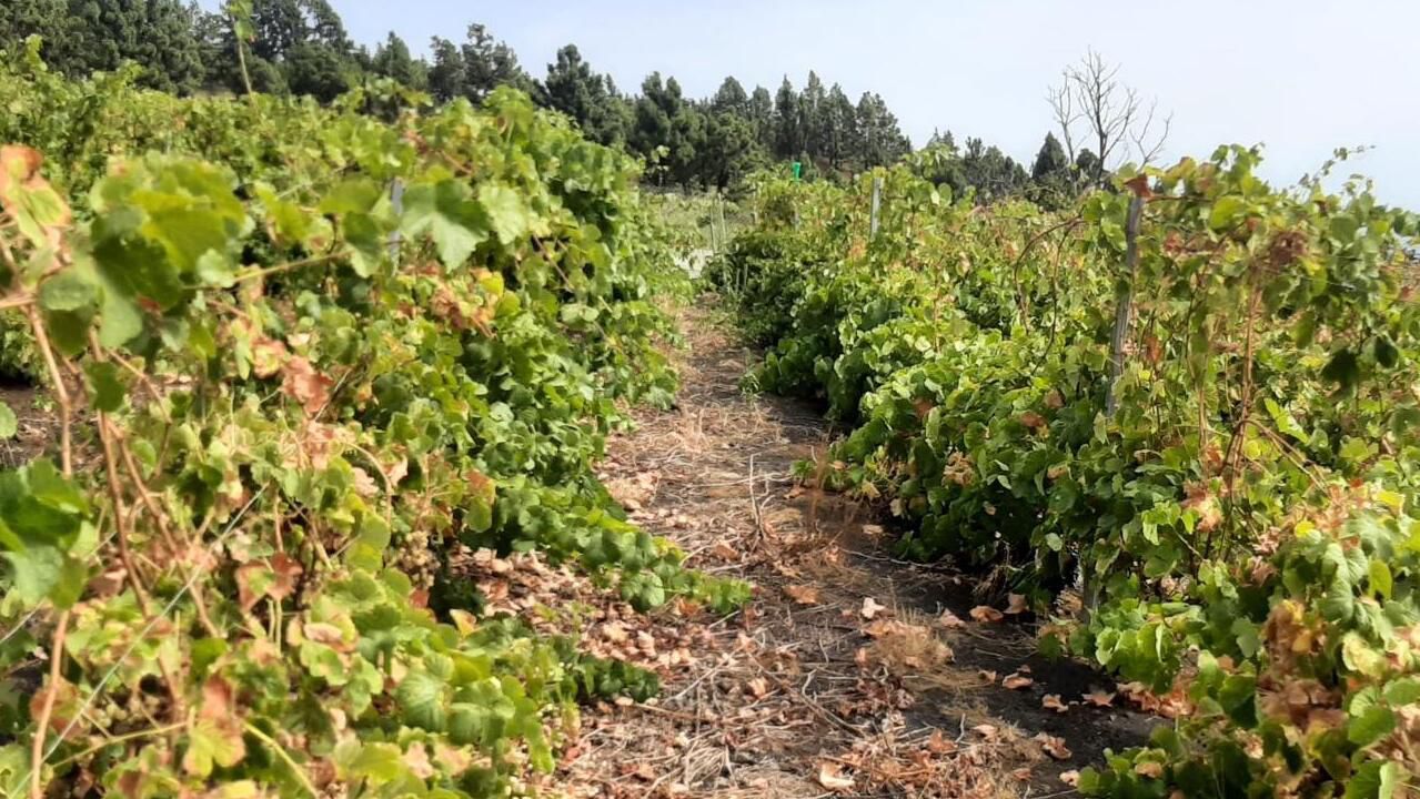 3,8 millones para compensar los efectos de la sequía en la agricultura canaria