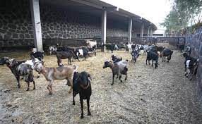 La ganadería de Lanzarote reclama más financiación del Posei y mejor formación