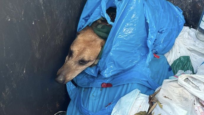 Investigada una mujer por abandonar un perro en un contenedor de Triana