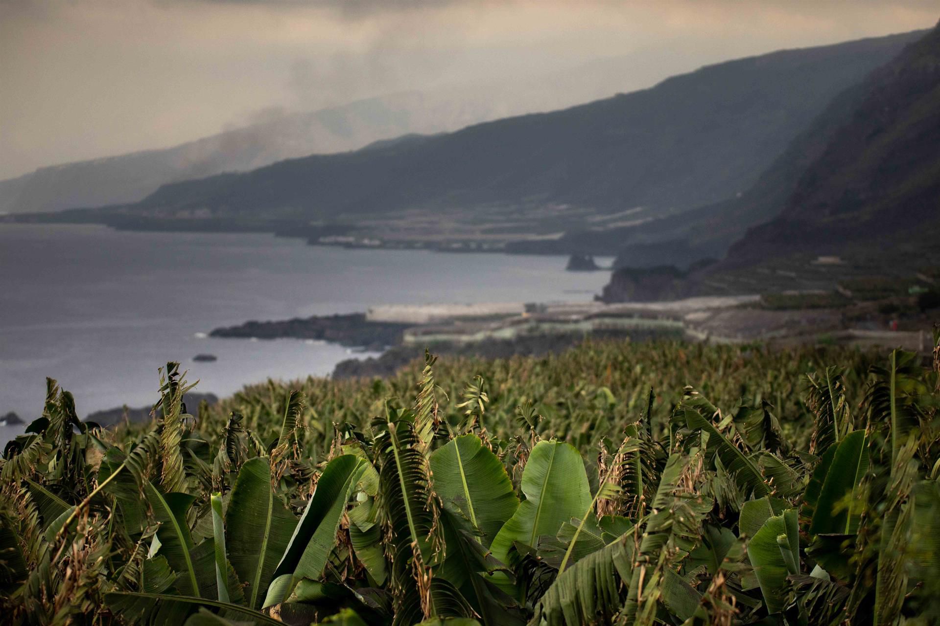 El BOE publica la orden que deja de aplicar de temporalmente requisitos para comercial plátanos de La Palma