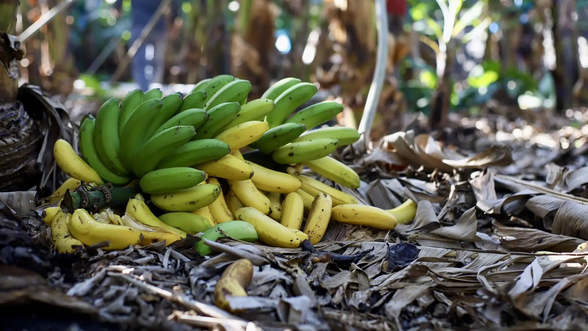 El legislativo pide fijar en 68.500 kilos por hectárea el derecho de ayudas para el plátano